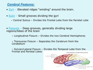 Cerebral Features:
• Gyri – Elevated ridges “winding” around the brain.

• Sulci – Small grooves dividing the gyri
   – Central Sulcus – Divides the Frontal Lobe from the Parietal Lobe


• Fissures – Deep grooves, generally dividing large
regions/lobes of the brain
    – Longitudinal Fissure – Divides the two Cerebral Hemispheres

    – Transverse Fissure – Separates the Cerebrum from the
    Cerebellum

    – Sylvian/Lateral Fissure – Divides the Temporal Lobe from the
    Frontal and Parietal Lobes
 