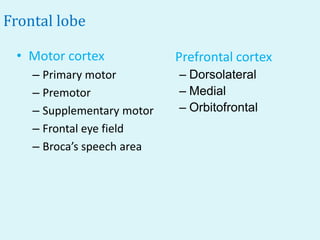 Frontal lobe

 • Motor cortex             Prefrontal cortex
    – Primary motor         – Dorsolateral
    – Premotor              – Medial
    – Supplementary motor   – Orbitofrontal
    – Frontal eye field
    – Broca’s speech area
 