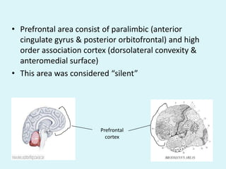 • Prefrontal area consist of paralimbic (anterior
  cingulate gyrus & posterior orbitofrontal) and high
  order association cortex (dorsolateral convexity &
  anteromedial surface)
• This area was considered “silent”




                         Prefrontal
                           cortex
 