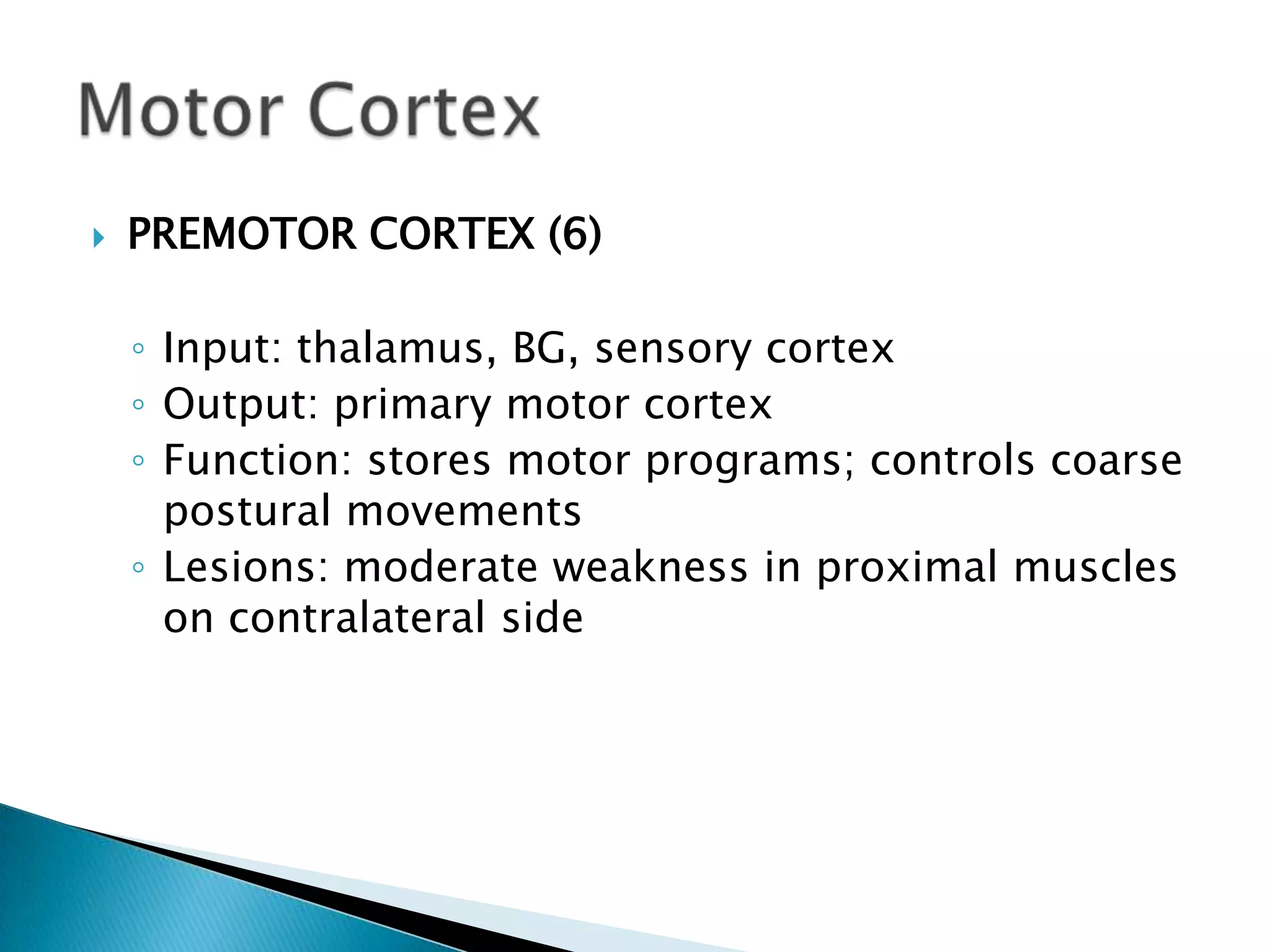    PREMOTOR CORTEX (6)

    ◦ Input: thalamus, BG, sensory cortex
    ◦ Output: primary motor cortex
    ◦ Function: stores motor programs; controls coarse
      postural movements
    ◦ Lesions: moderate weakness in proximal muscles
      on contralateral side
 