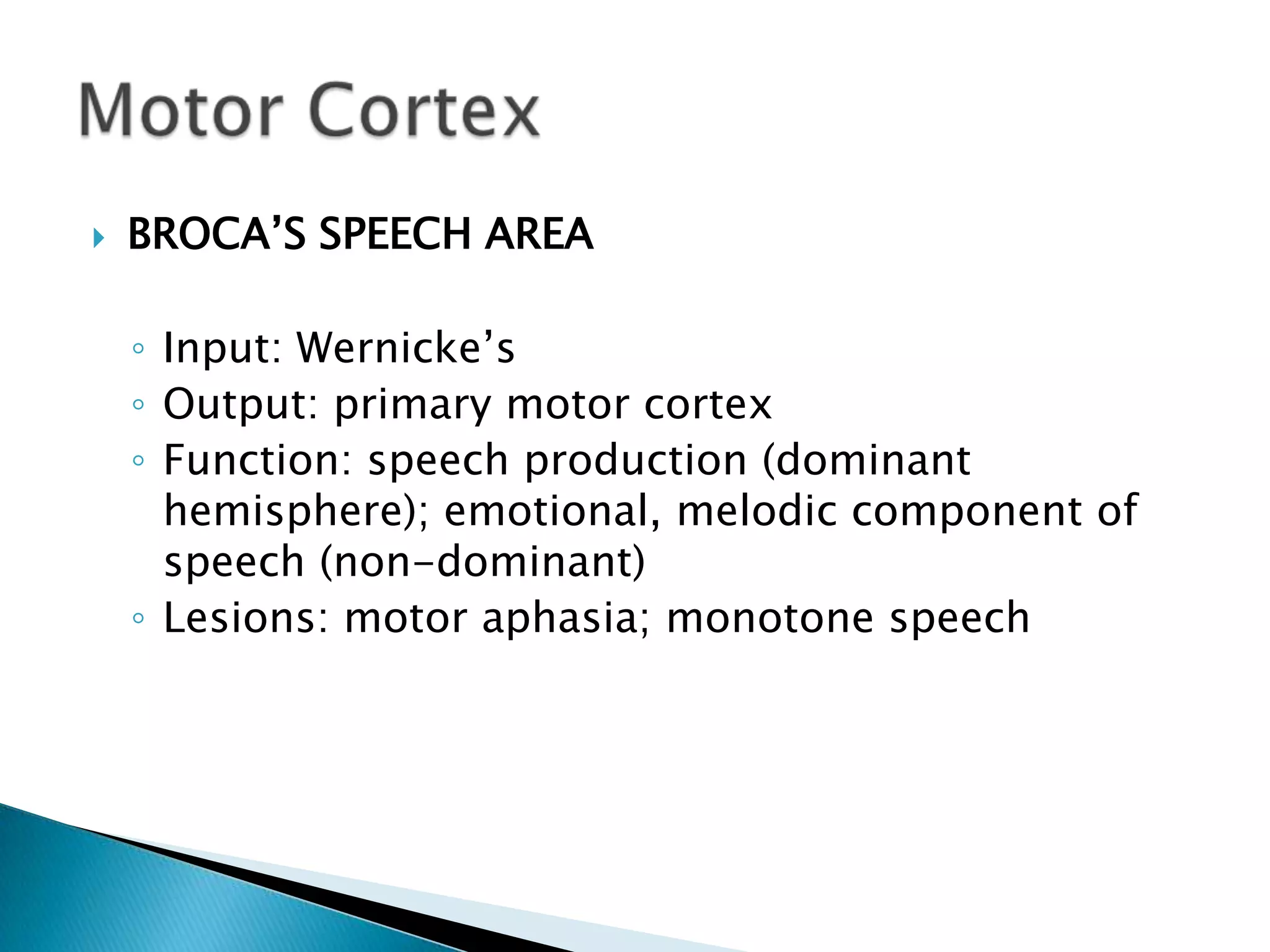    BROCA‟S SPEECH AREA

    ◦ Input: Wernicke‟s
    ◦ Output: primary motor cortex
    ◦ Function: speech production (dominant
      hemisphere); emotional, melodic component of
      speech (non-dominant)
    ◦ Lesions: motor aphasia; monotone speech
 