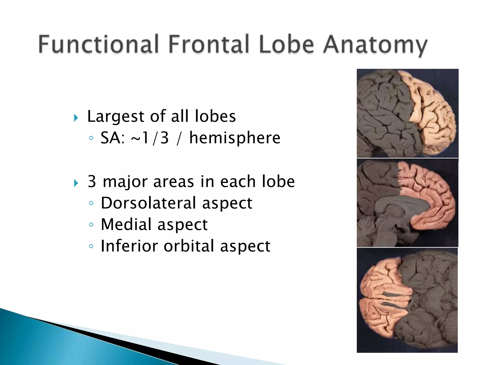    Largest of all lobes
    ◦ SA: ~1/3 / hemisphere

   3 major areas in each lobe
    ◦ Dorsolateral aspect
    ◦ Medial aspect
    ◦ Inferior orbital aspect
 