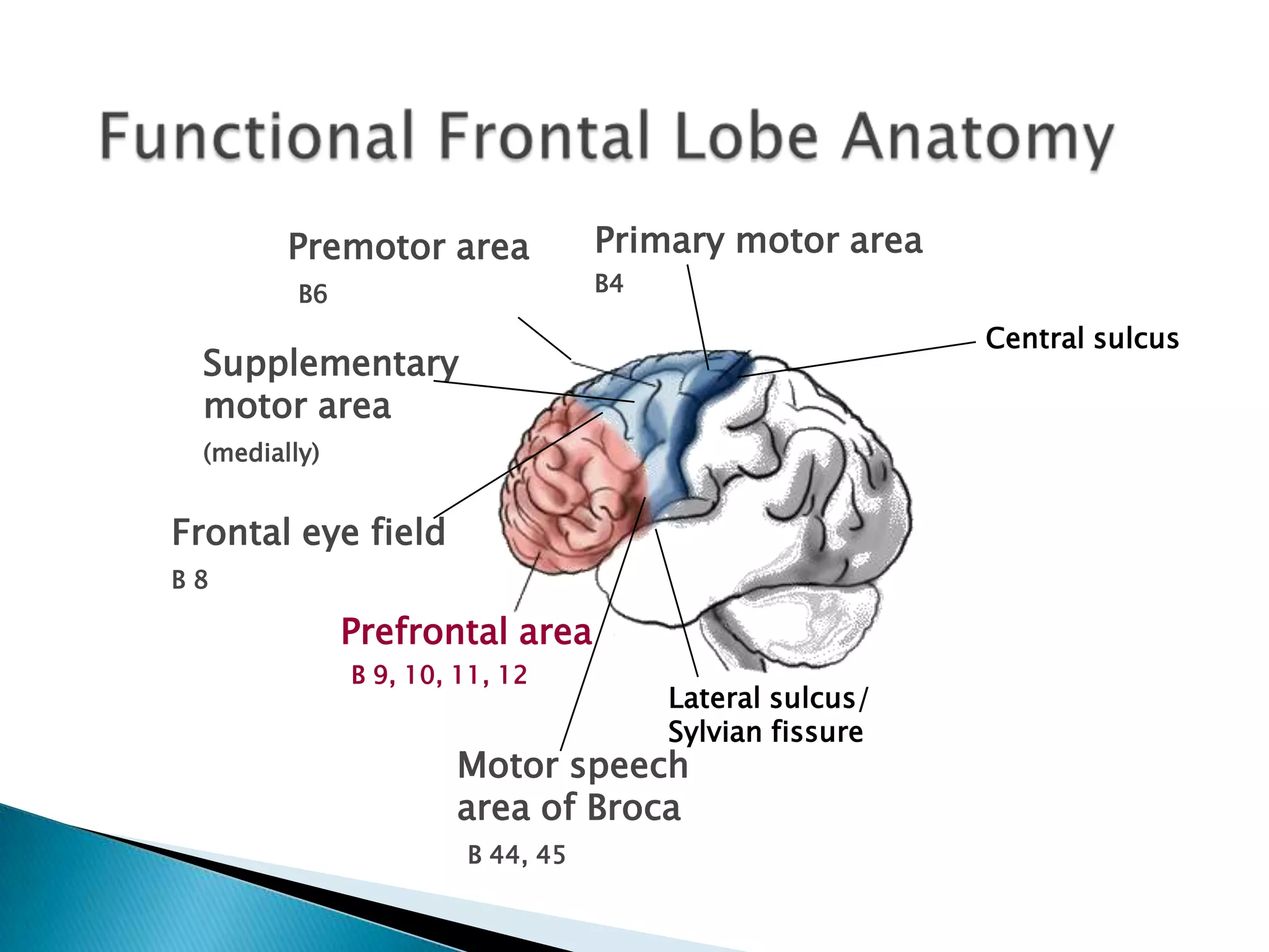 Premotor area             Primary motor area
         B6                       B4

                                                         Central sulcus
 Supplementary
 motor area
 (medially)


Frontal eye field
B8

              Prefrontal area
              B 9, 10, 11, 12
                                       Lateral sulcus/
                                       Sylvian fissure
                      Motor speech
                      area of Broca
                       B 44, 45
 