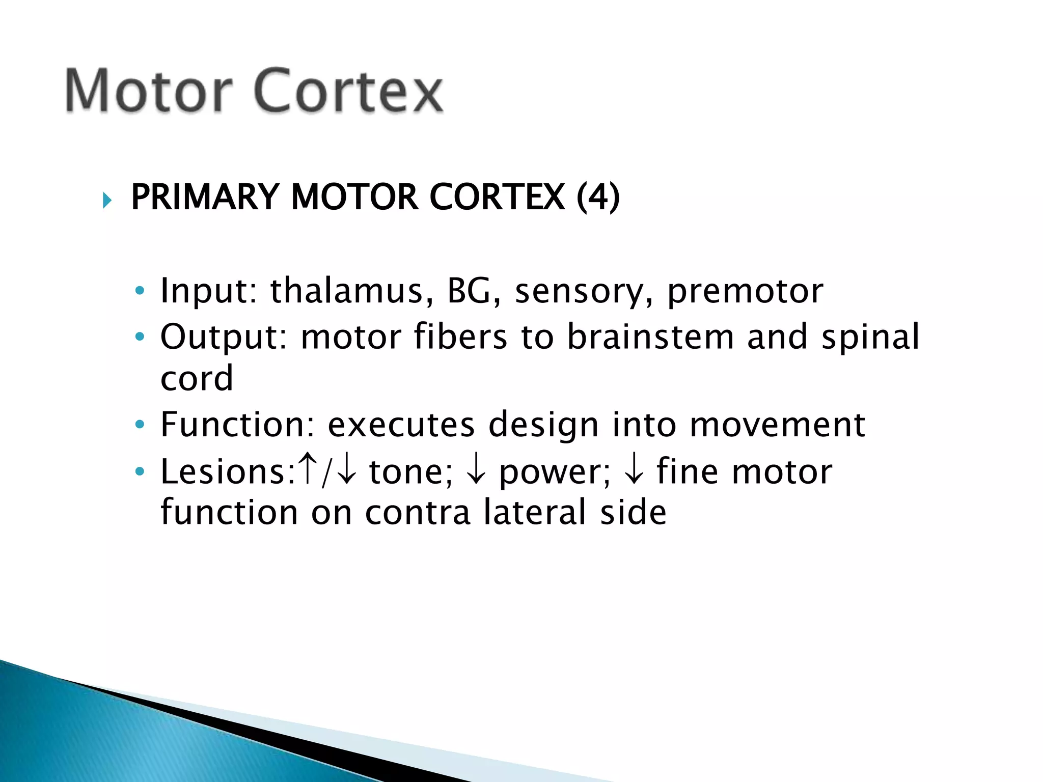    PRIMARY MOTOR CORTEX (4)

    • Input: thalamus, BG, sensory, premotor
    • Output: motor fibers to brainstem and spinal
      cord
    • Function: executes design into movement
    • Lesions: / tone; power; fine motor
      function on contra lateral side
 