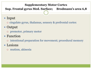 Supplementary Motor Cortex
Sup. Frontal gyrus Med. Surface; Brodmann’s area 6,8
 Input
 cingulate gyrus, thalamus, sensory & prefrontal cortex
 Output
 premotor, primary motor
 Function
 intentional preparation for movement; procedural memory
 Lesions
 mutism, akinesia
 
