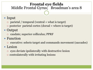 Frontal eye fields
Middle Frontal Gyrus; Broadman’s area 8
 Input
 parietal / temporal (ventral = what is target)
 posterior parietal cortex (dorsal = where is target)
 Output
 caudate; superior colliculus; PPRF
 Function
 executive: selects target and commands movement (saccades)
 Lesion
 eyes deviate ipsilaterally with destructive lesion
 contralaterally with irritating lesions
 
