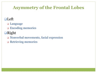 Asymmetry of the Frontal Lobes
Left
 Language
 Encoding memories
Right
 Nonverbal movements, facial expression
 Retrieving memories
 