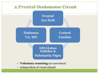 2.Frontal Oculomotor Circuit
 Voluntary scanning eye movement
 Independent of visual stimuli
Frontal
Eye field
Central
Caudate
DM Globus
Pallidus &
Substantia Nigra
Thalamus
VA, MD
 