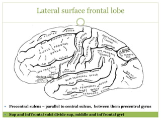 Lateral surface frontal lobe
 Precentral sulcus – parallel to central sulcus, between them precentral gyrus
 Sup and inf frontal sulci divide sup, middle and inf frontal gyri
 