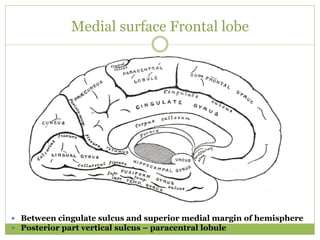 Medial surface Frontal lobe
 Between cingulate sulcus and superior medial margin of hemisphere
 Posterior part vertical sulcus – paracentral lobule
 