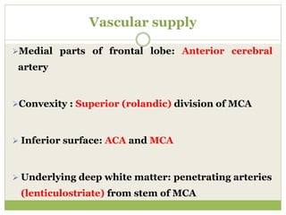 Vascular supply
Medial parts of frontal lobe: Anterior cerebral
artery
Convexity : Superior (rolandic) division of MCA
 Inferior surface: ACA and MCA
 Underlying deep white matter: penetrating arteries
(lenticulostriate) from stem of MCA
 
