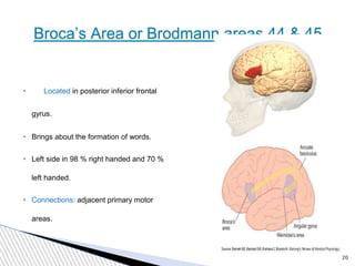 Frontal lobe | PPTX
