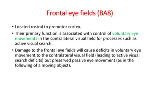 frontal lobe.pptx describes the detail of frontal lobe | PPTX