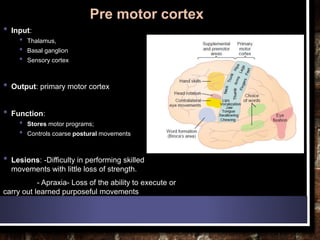 Frontal lobe relation to psychiatry | PPTX
