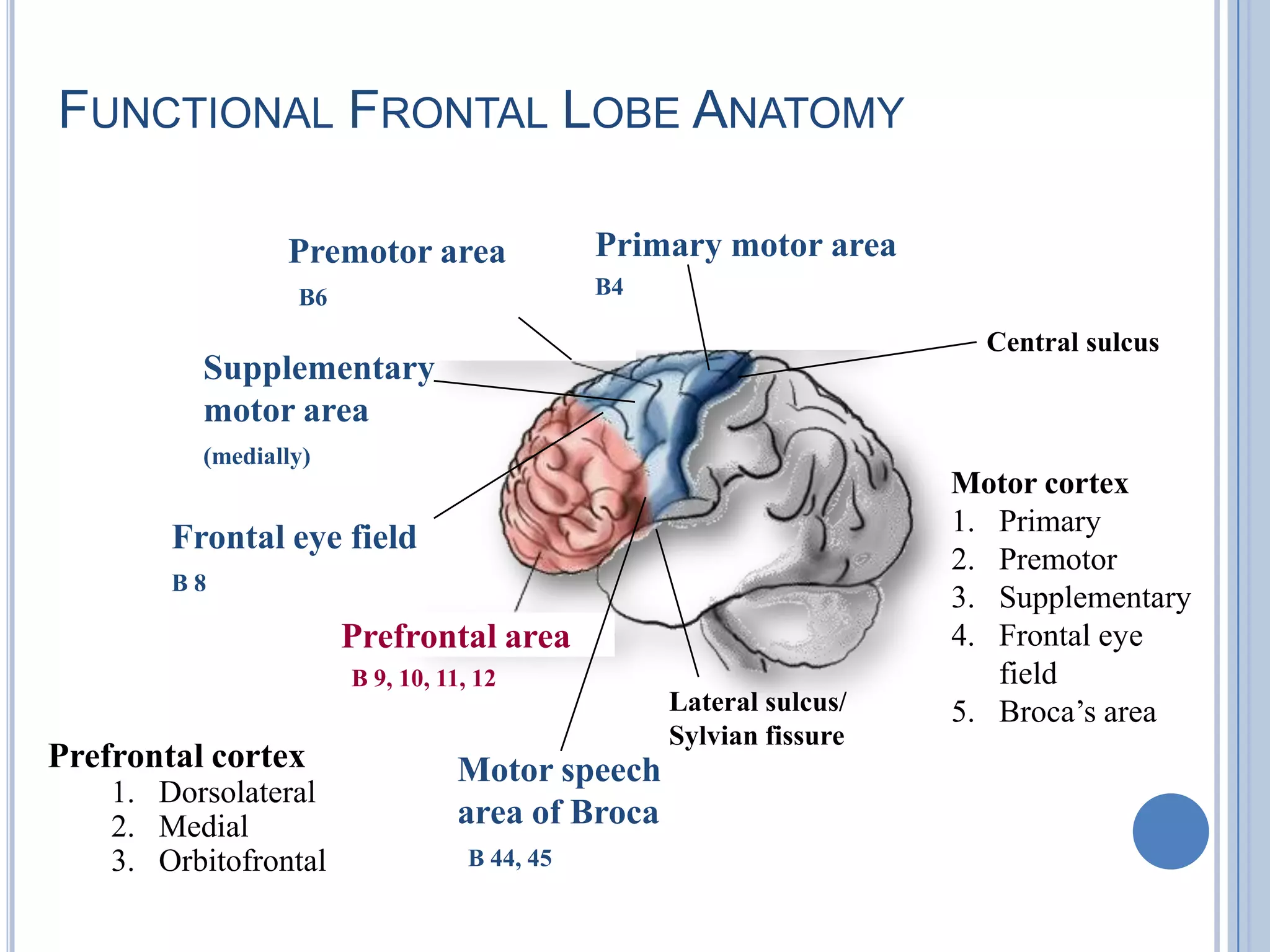 FUNCTIONAL FRONTAL LOBE ANATOMY

                 Premotor area                Primary motor area
                  B6                          B4

                                                                       Central sulcus
          Supplementary
          motor area
          (medially)
                                                                     Motor cortex
                                                                     1. Primary
        Frontal eye field
                                                                     2. Premotor
        B8
                                                                     3. Supplementary
                       Prefrontal area                               4. Frontal eye
                       B 9, 10, 11, 12                                  field
                                                   Lateral sulcus/   5. Broca’s area
                                                   Sylvian fissure
Prefrontal cortex                Motor speech
    1. Dorsolateral
    2. Medial                    area of Broca
    3. Orbitofrontal               B 44, 45
 