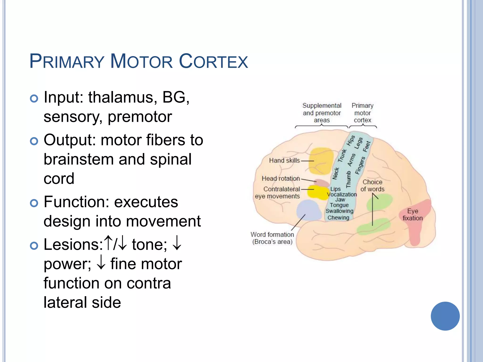 PRIMARY MOTOR CORTEX
 Input: thalamus, BG,
  sensory, premotor
 Output: motor fibers to
  brainstem and spinal
  cord
 Function: executes
  design into movement
 Lesions: / tone;
  power; fine motor
  function on contra
  lateral side
 
