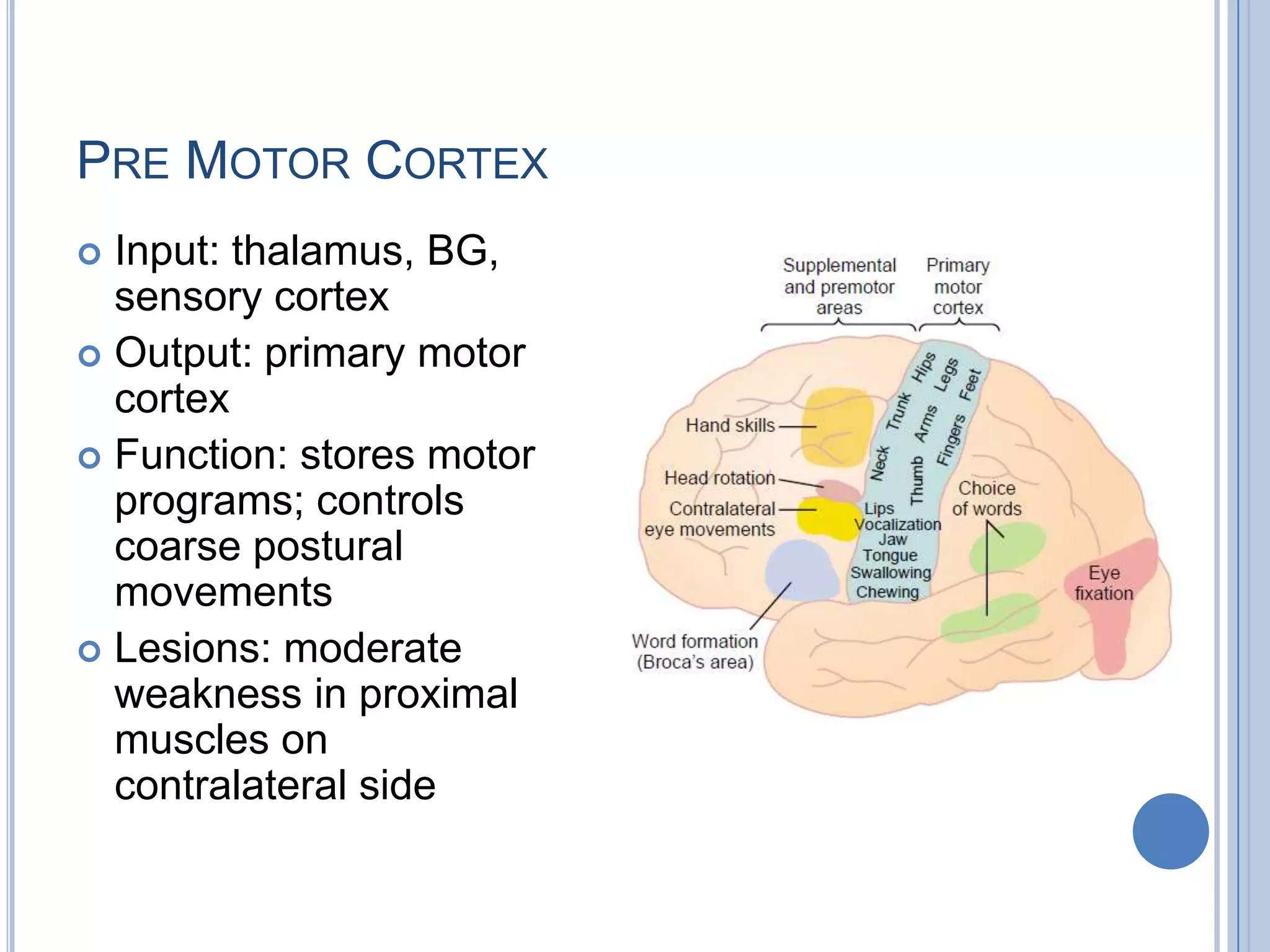 PRE MOTOR CORTEX
 Input: thalamus, BG,
  sensory cortex
 Output: primary motor
  cortex
 Function: stores motor
  programs; controls
  coarse postural
  movements
 Lesions: moderate
  weakness in proximal
  muscles on
  contralateral side
 