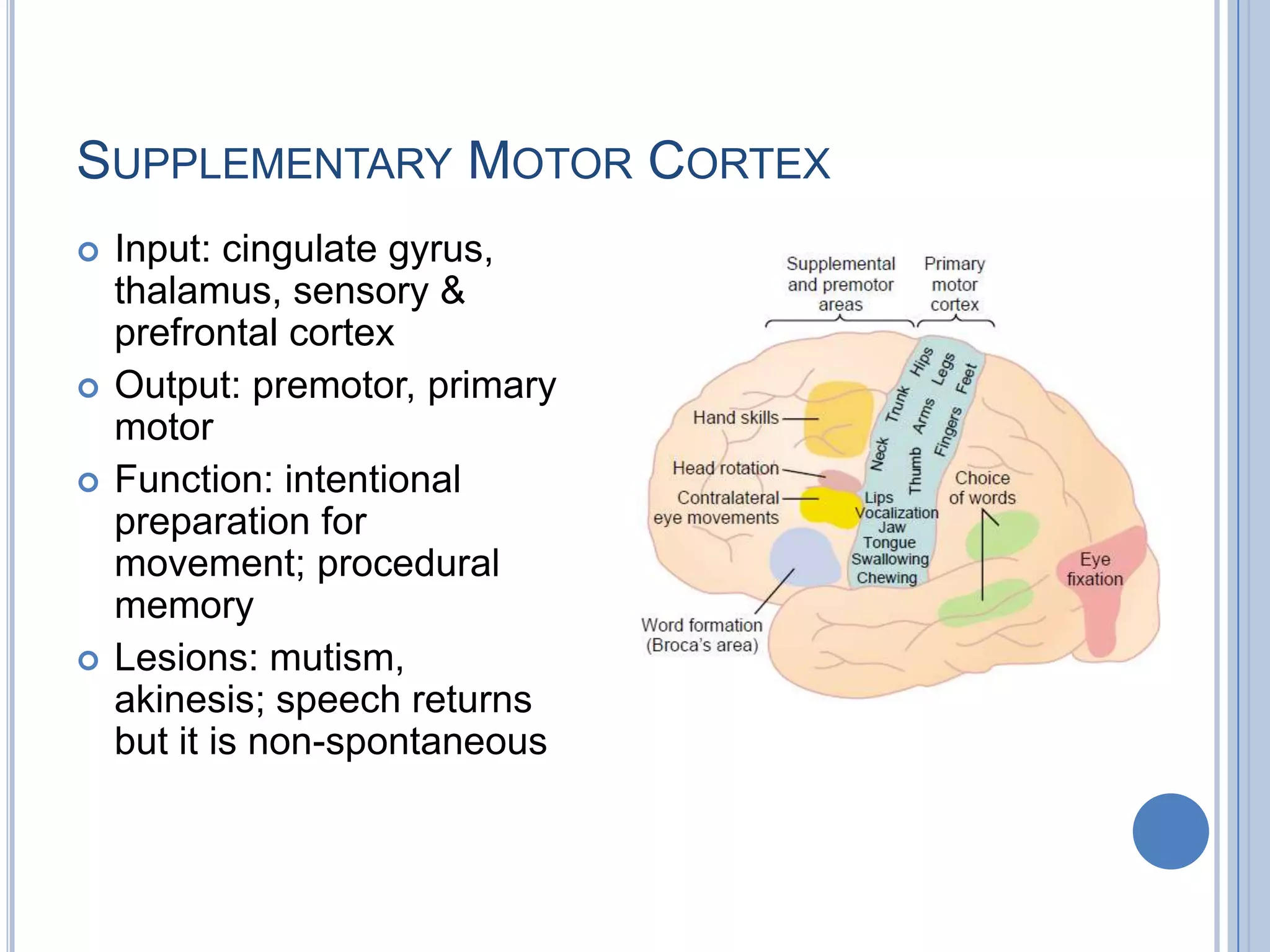 SUPPLEMENTARY MOTOR CORTEX
   Input: cingulate gyrus,
    thalamus, sensory &
    prefrontal cortex
   Output: premotor, primary
    motor
   Function: intentional
    preparation for
    movement; procedural
    memory
   Lesions: mutism,
    akinesis; speech returns
    but it is non-spontaneous
 