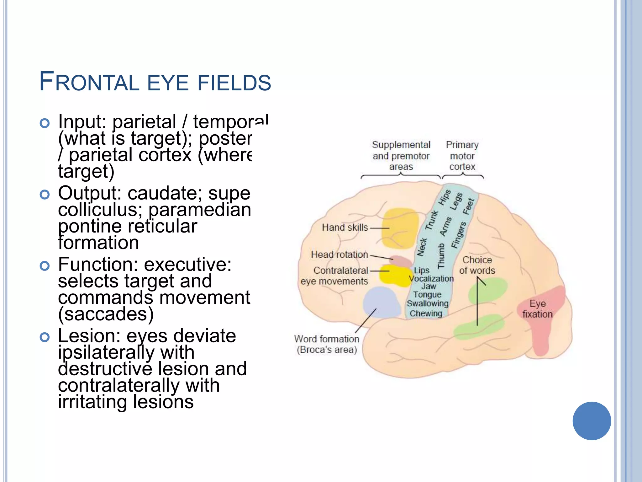 FRONTAL EYE FIELDS
   Input: parietal / temporal
    (what is target); posterior
    / parietal cortex (where is
    target)
   Output: caudate; superior
    colliculus; paramedian
    pontine reticular
    formation
   Function: executive:
    selects target and
    commands movement
    (saccades)
   Lesion: eyes deviate
    ipsilaterally with
    destructive lesion and
    contralaterally with
    irritating lesions
 