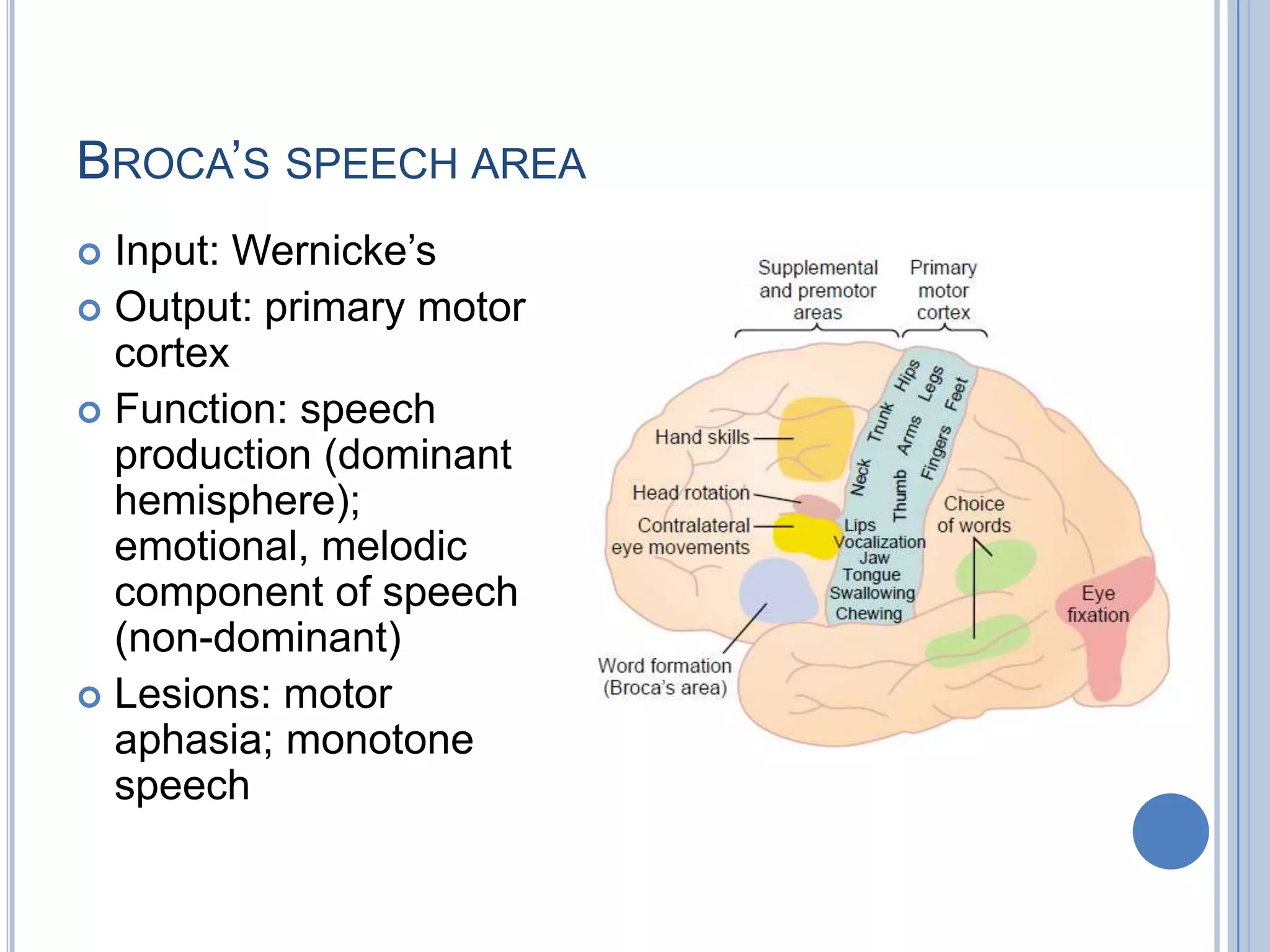 BROCA‟S SPEECH AREA
 Input: Wernicke‟s
 Output: primary motor
  cortex
 Function: speech
  production (dominant
  hemisphere);
  emotional, melodic
  component of speech
  (non-dominant)
 Lesions: motor
  aphasia; monotone
  speech
 