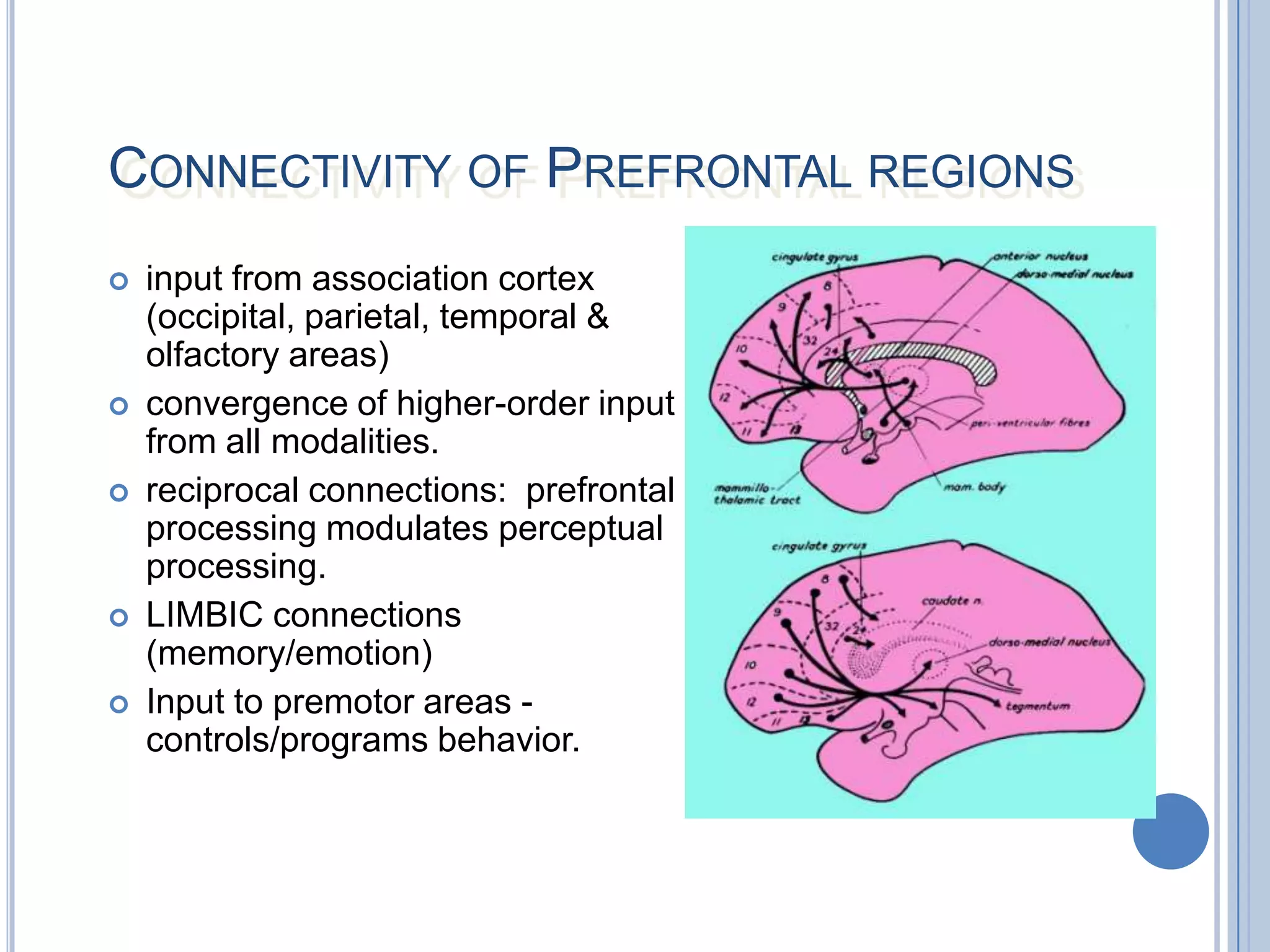CONNECTIVITY OF PREFRONTAL REGIONS
   input from association cortex
    (occipital, parietal, temporal &
    olfactory areas)
   convergence of higher-order input
    from all modalities.
   reciprocal connections: prefrontal
    processing modulates perceptual
    processing.
   LIMBIC connections
    (memory/emotion)
   Input to premotor areas -
    controls/programs behavior.
 