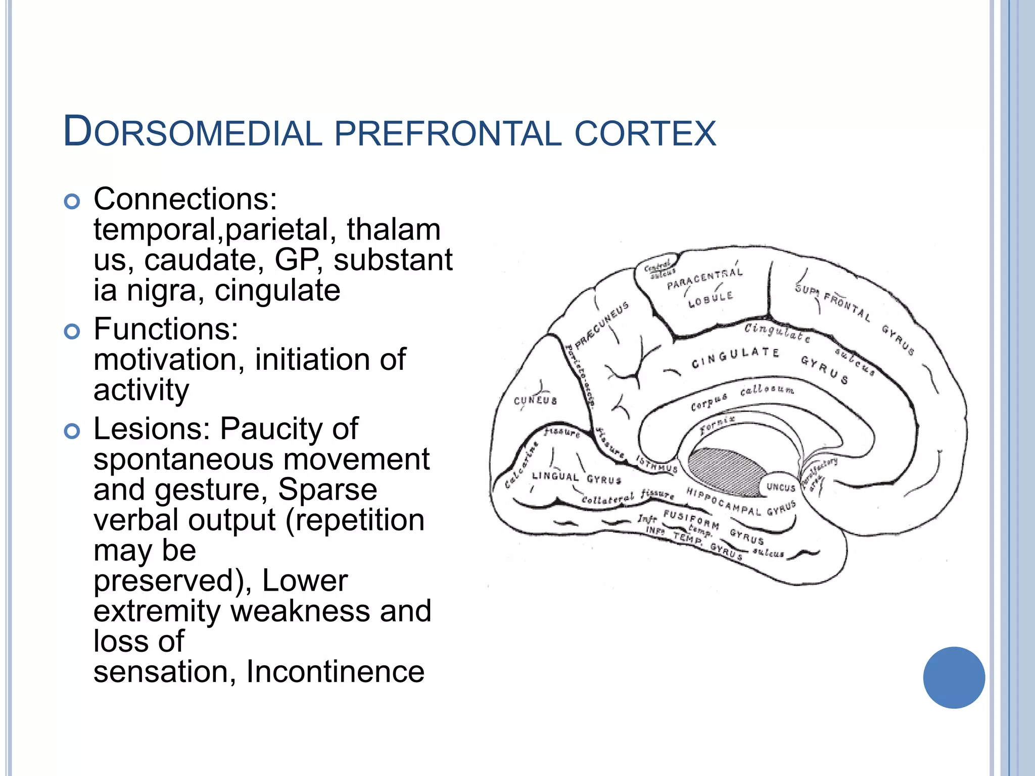 DORSOMEDIAL PREFRONTAL CORTEX
   Connections:
    temporal,parietal, thalam
    us, caudate, GP, substant
    ia nigra, cingulate
   Functions:
    motivation, initiation of
    activity
   Lesions: Paucity of
    spontaneous movement
    and gesture, Sparse
    verbal output (repetition
    may be
    preserved), Lower
    extremity weakness and
    loss of
    sensation, Incontinence
 