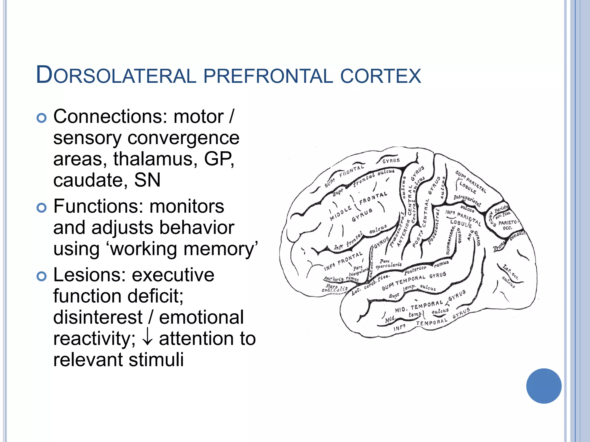 DORSOLATERAL PREFRONTAL CORTEX
 Connections: motor /
  sensory convergence
  areas, thalamus, GP,
  caudate, SN
 Functions: monitors
  and adjusts behavior
  using „working memory‟
 Lesions: executive
  function deficit;
  disinterest / emotional
  reactivity; attention to
  relevant stimuli
 