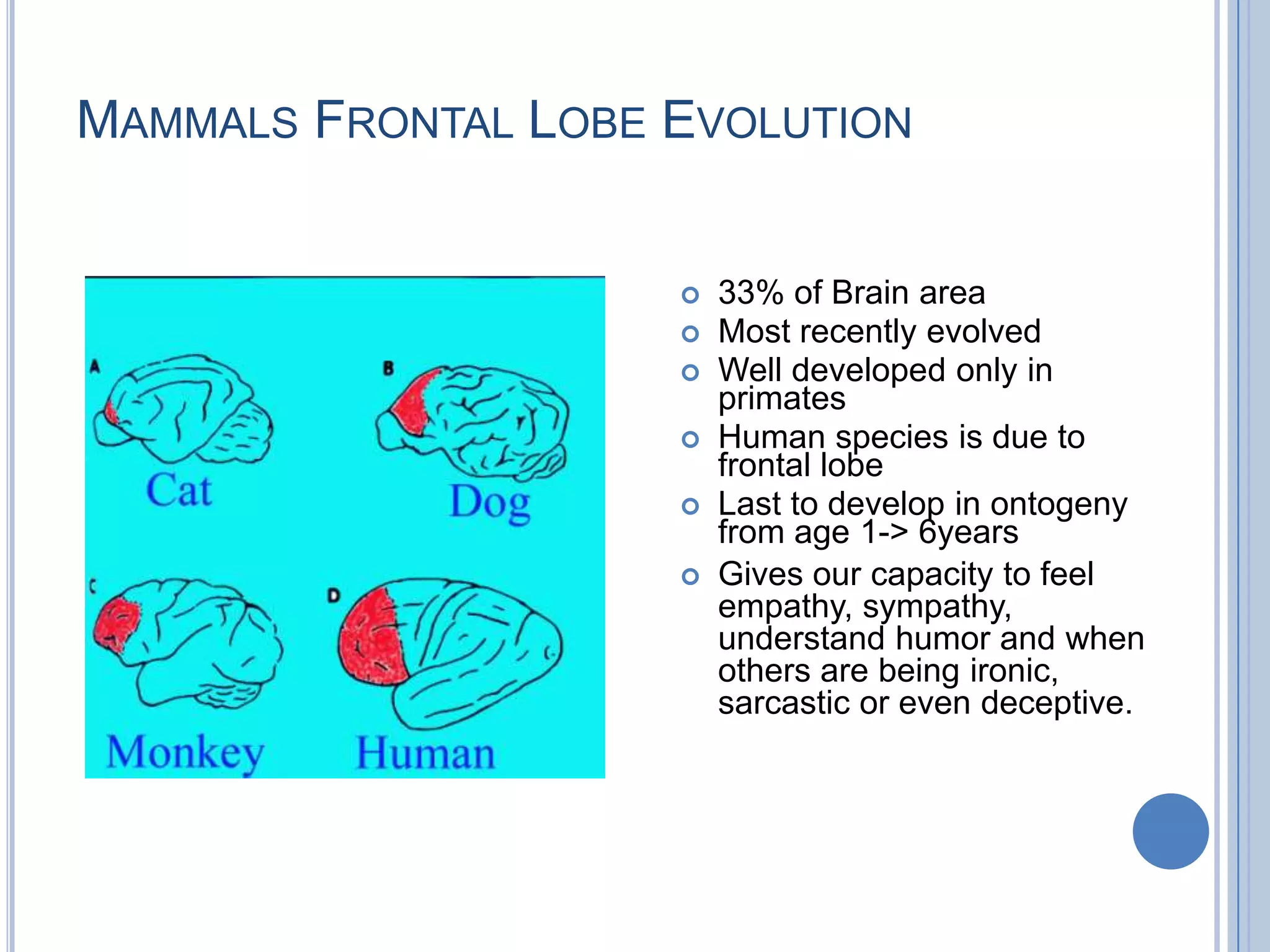 MAMMALS FRONTAL LOBE EVOLUTION


                        33% of Brain area
                        Most recently evolved
                        Well developed only in
                         primates
                        Human species is due to
                         frontal lobe
                        Last to develop in ontogeny
                         from age 1-> 6years
                        Gives our capacity to feel
                         empathy, sympathy,
                         understand humor and when
                         others are being ironic,
                         sarcastic or even deceptive.
 