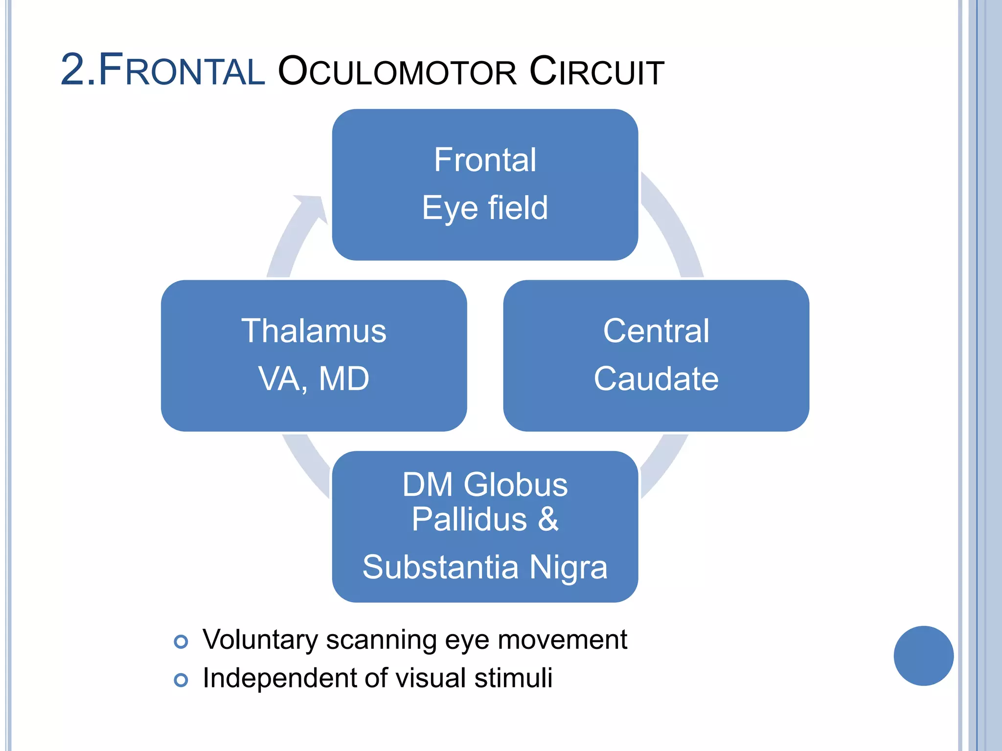 2.FRONTAL OCULOMOTOR CIRCUIT
                         Frontal
                        Eye field


           Thalamus                  Central
            VA, MD                   Caudate


                      DM Globus
                      Pallidus &
                    Substantia Nigra

        Voluntary scanning eye movement
        Independent of visual stimuli
 
