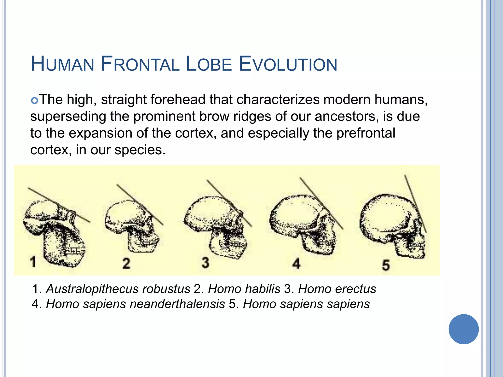 HUMAN FRONTAL LOBE EVOLUTION
The  high, straight forehead that characterizes modern humans,
superseding the prominent brow ridges of our ancestors, is due
to the expansion of the cortex, and especially the prefrontal
cortex, in our species.




1. Australopithecus robustus 2. Homo habilis 3. Homo erectus
4. Homo sapiens neanderthalensis 5. Homo sapiens sapiens
 