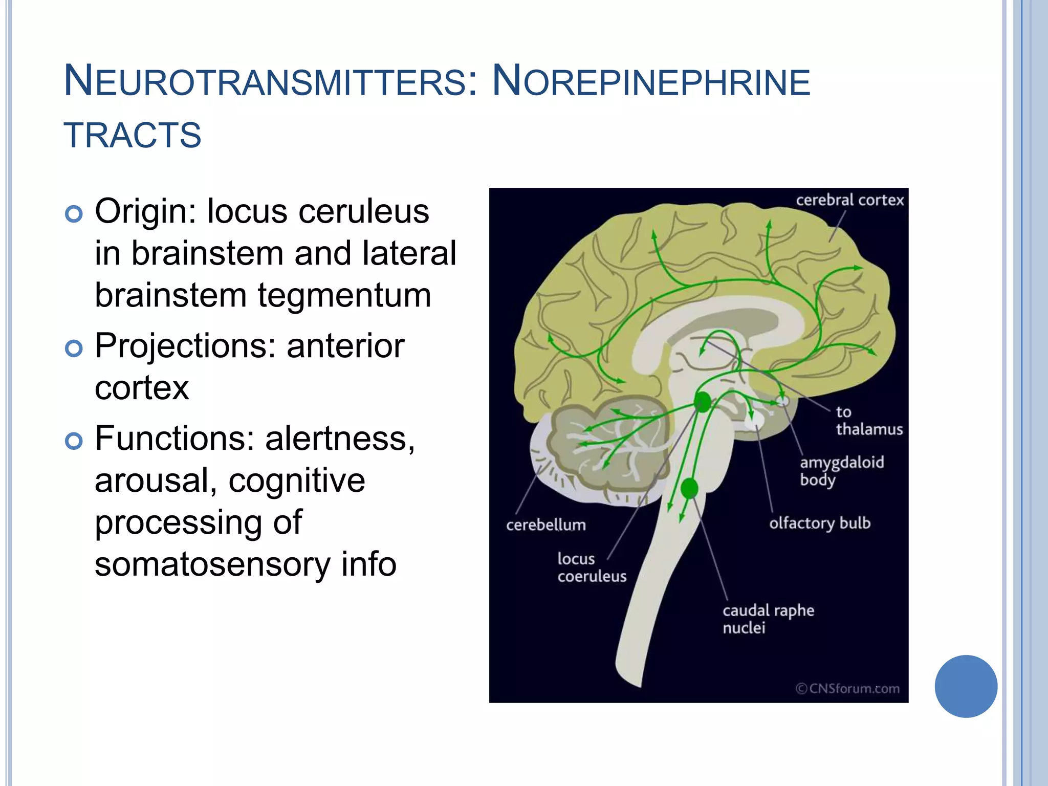 NEUROTRANSMITTERS: NOREPINEPHRINE
TRACTS

 Origin: locus ceruleus
  in brainstem and lateral
  brainstem tegmentum
 Projections: anterior
  cortex
 Functions: alertness,
  arousal, cognitive
  processing of
  somatosensory info
 