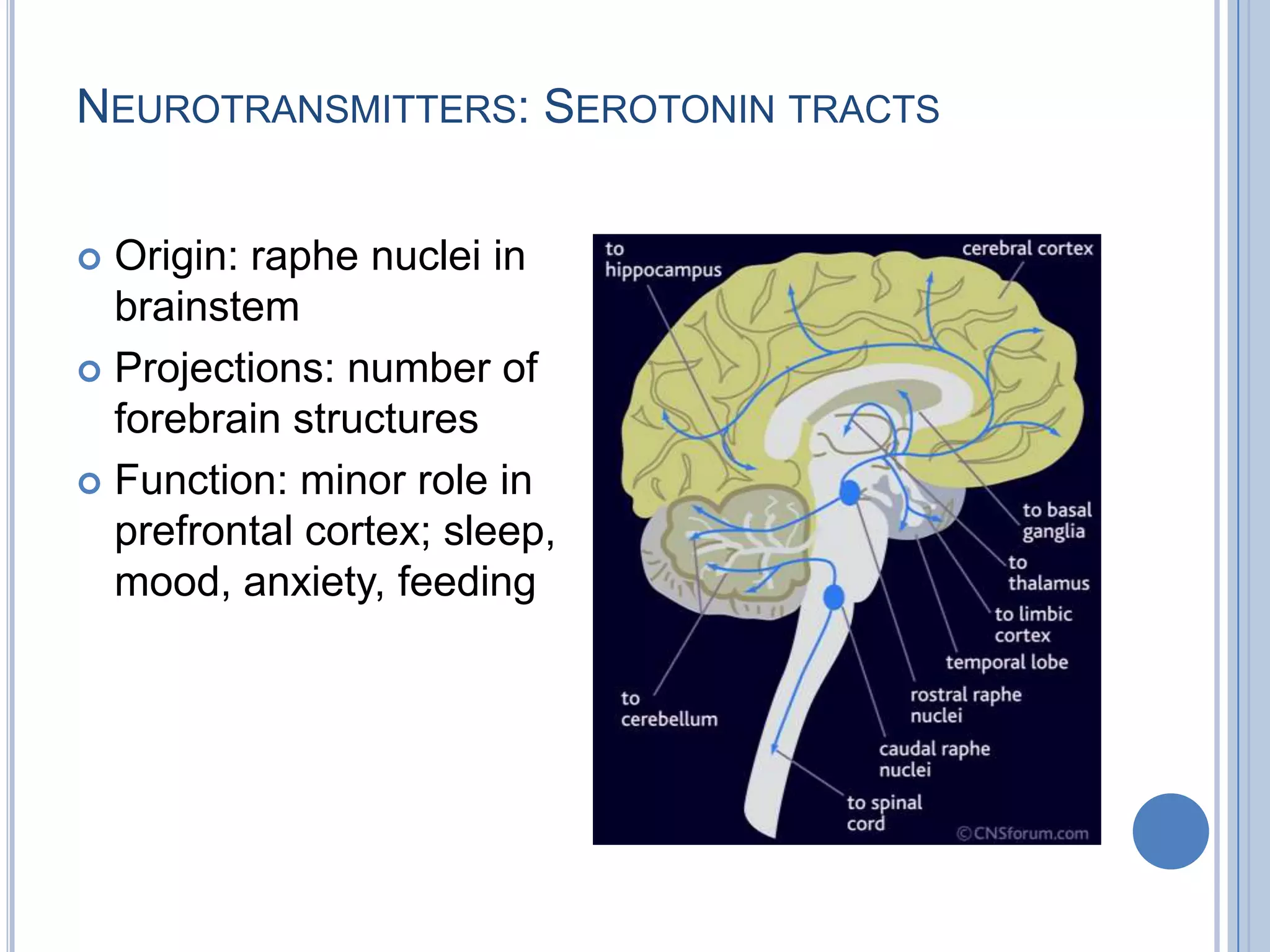 NEUROTRANSMITTERS: SEROTONIN TRACTS


 Origin: raphe nuclei in
  brainstem
 Projections: number of
  forebrain structures
 Function: minor role in
  prefrontal cortex; sleep,
  mood, anxiety, feeding
 