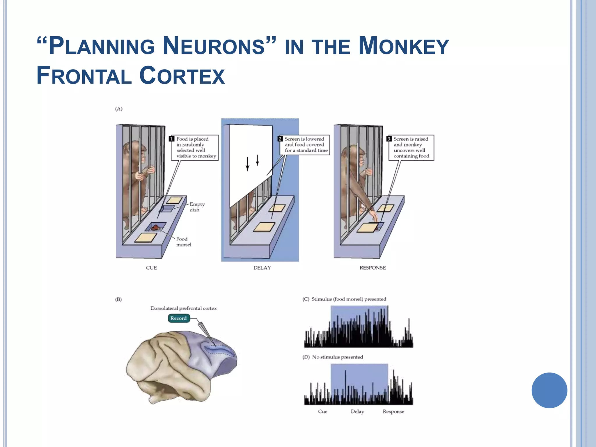 “PLANNING NEURONS” IN THE MONKEY
FRONTAL CORTEX
 