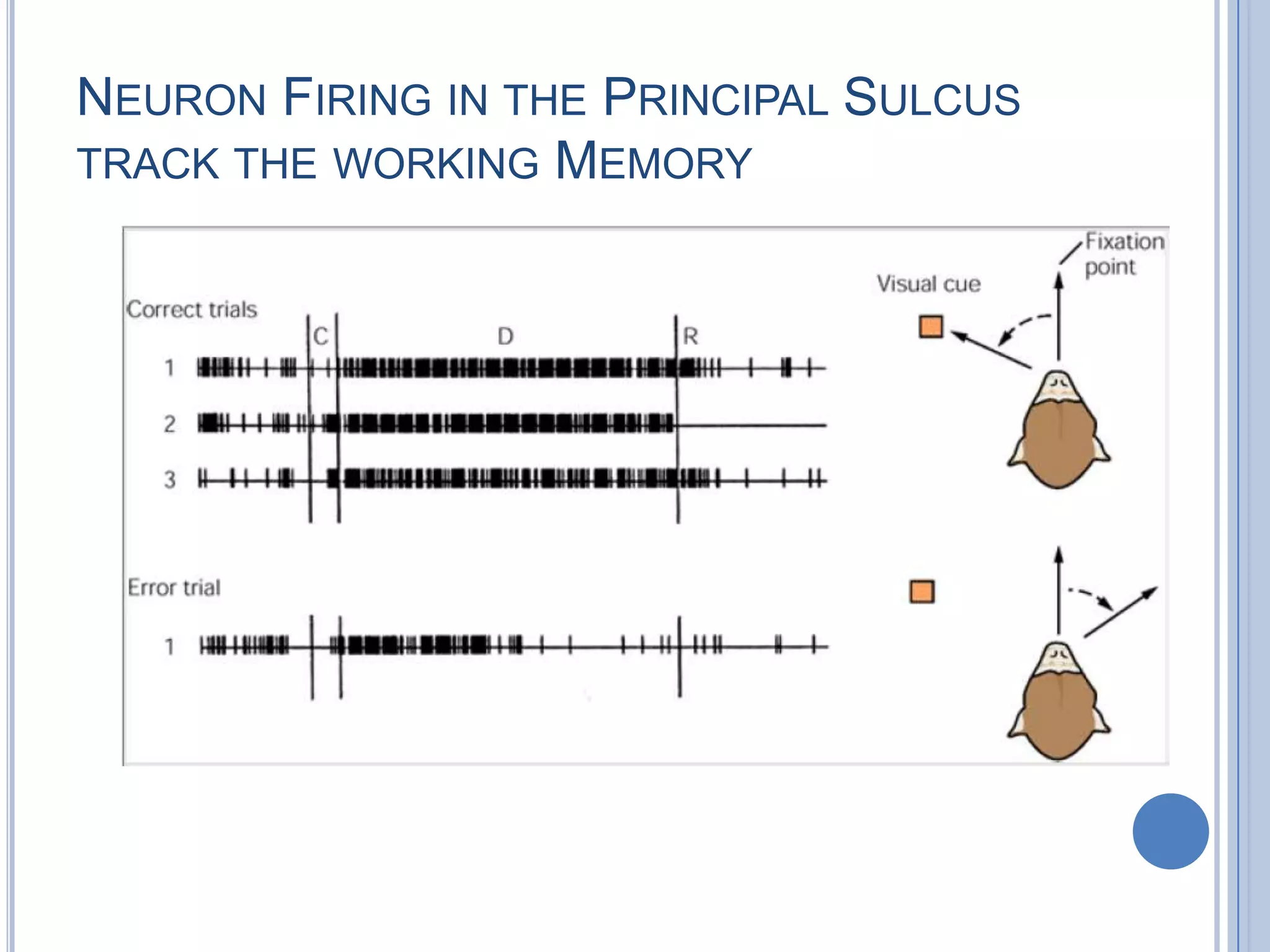 NEURON FIRING IN THE PRINCIPAL SULCUS
TRACK THE WORKING MEMORY
 