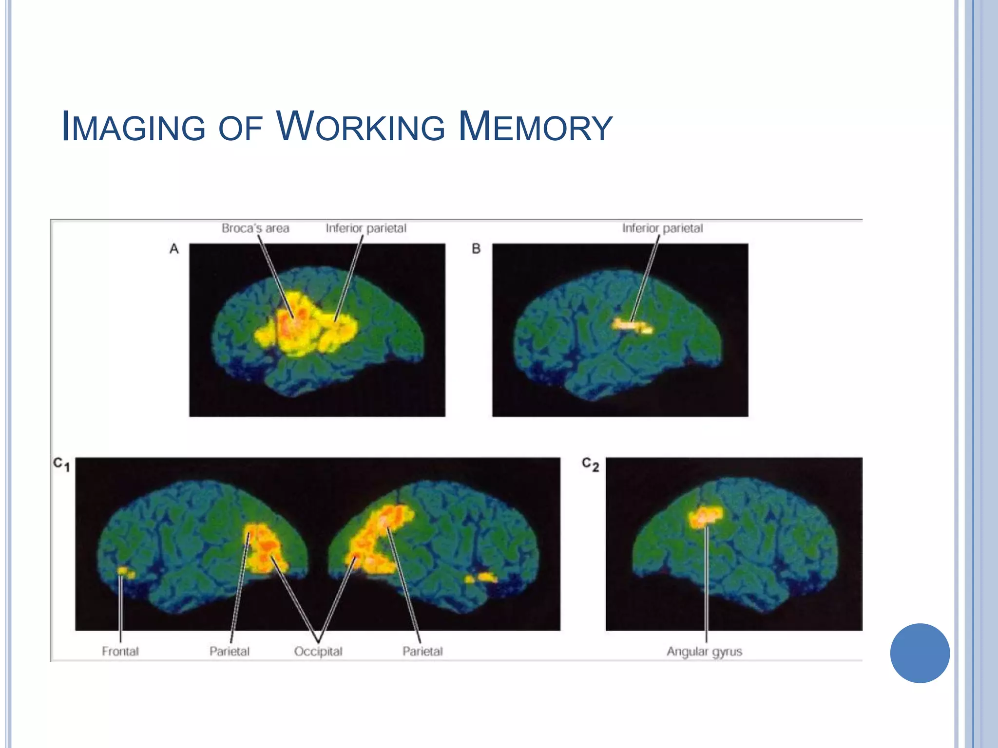 IMAGING OF WORKING MEMORY
 