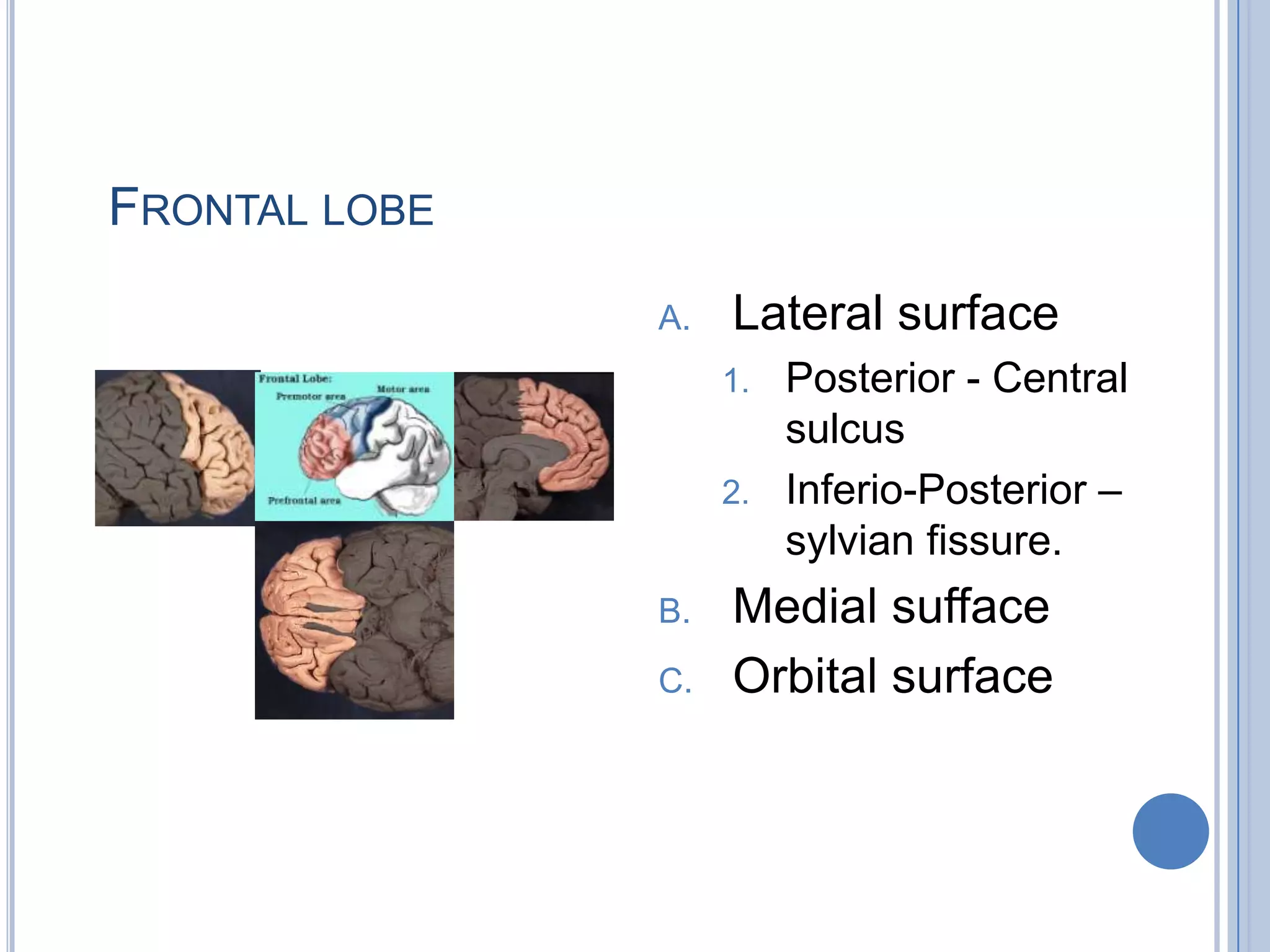 FRONTAL LOBE
               A.   Lateral surface
                    1.   Posterior - Central
                         sulcus
                    2.   Inferio-Posterior –
                         sylvian fissure.
               B.   Medial sufface
               C.   Orbital surface
 