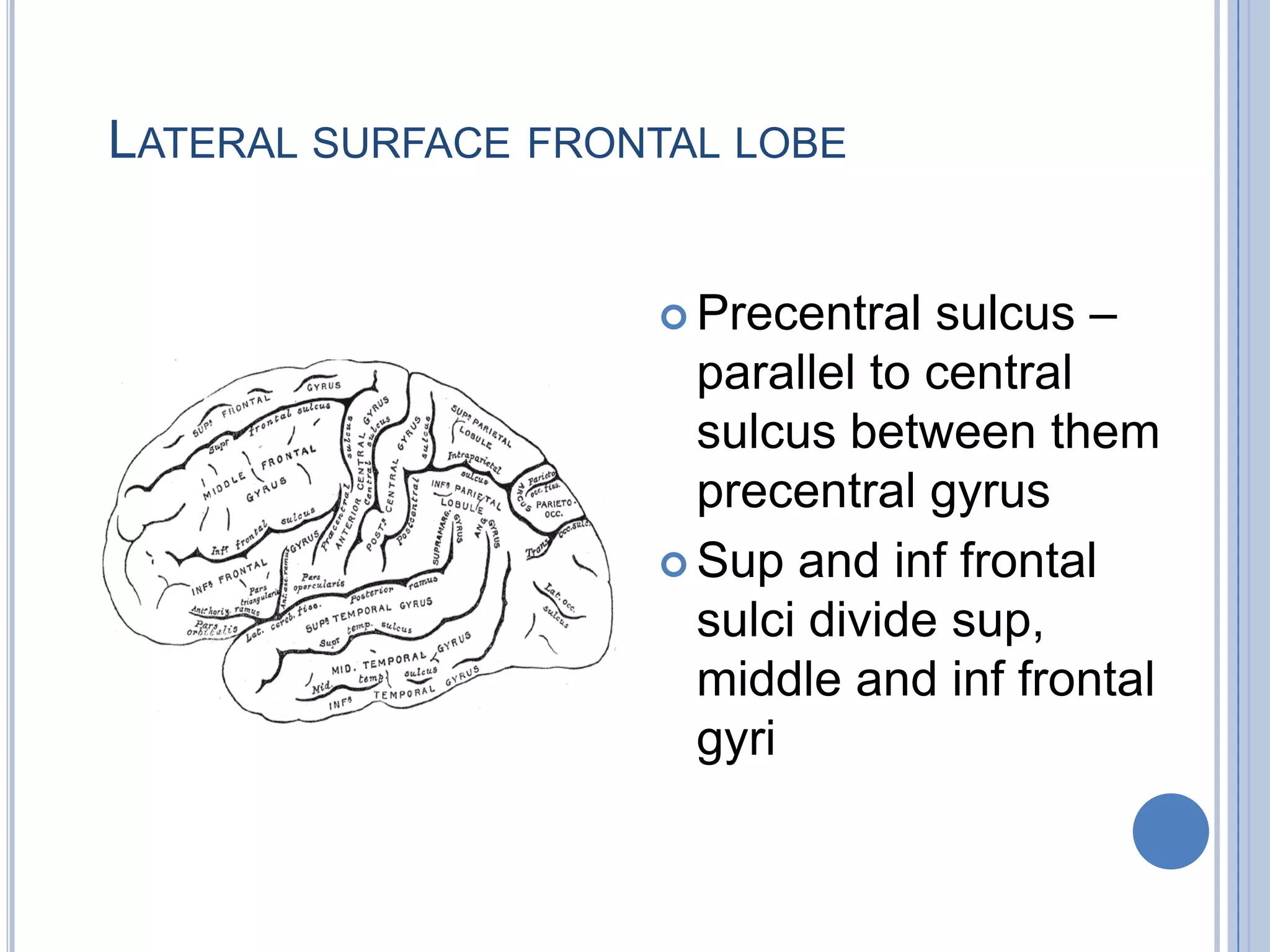 LATERAL SURFACE FRONTAL LOBE


                     Precentral  sulcus –
                      parallel to central
                      sulcus between them
                      precentral gyrus
                     Sup and inf frontal
                      sulci divide sup,
                      middle and inf frontal
                      gyri
 