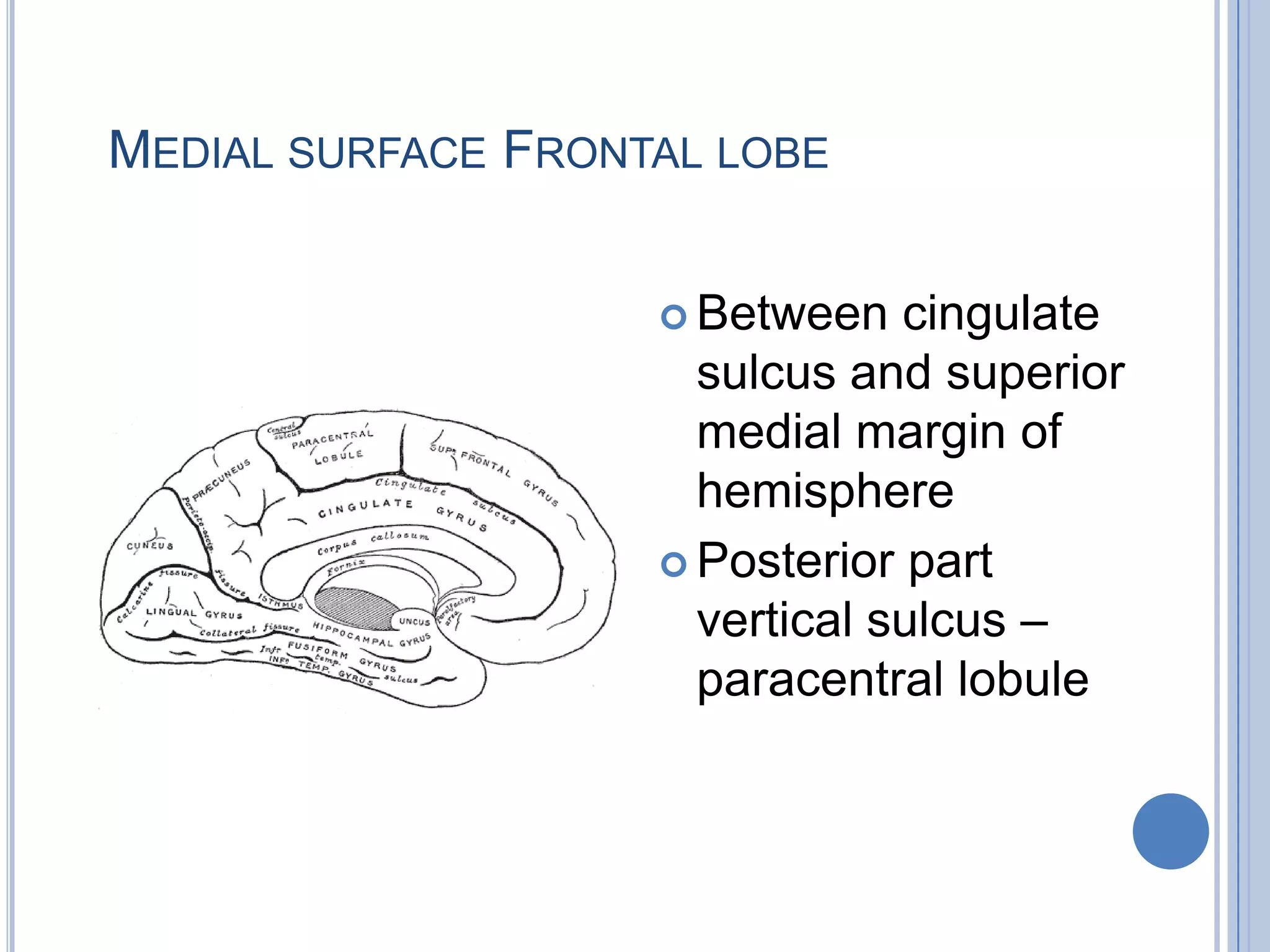 MEDIAL SURFACE FRONTAL LOBE


                     Between   cingulate
                      sulcus and superior
                      medial margin of
                      hemisphere
                     Posterior part
                      vertical sulcus –
                      paracentral lobule
 