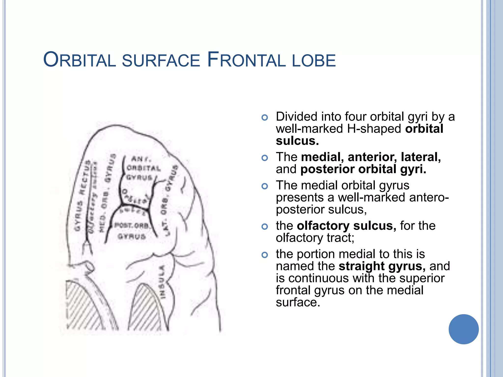 ORBITAL SURFACE FRONTAL LOBE

                       Divided into four orbital gyri by a
                        well-marked H-shaped orbital
                        sulcus.
                       The medial, anterior, lateral,
                        and posterior orbital gyri.
                       The medial orbital gyrus
                        presents a well-marked antero-
                        posterior sulcus,
                       the olfactory sulcus, for the
                        olfactory tract;
                       the portion medial to this is
                        named the straight gyrus, and
                        is continuous with the superior
                        frontal gyrus on the medial
                        surface.
 