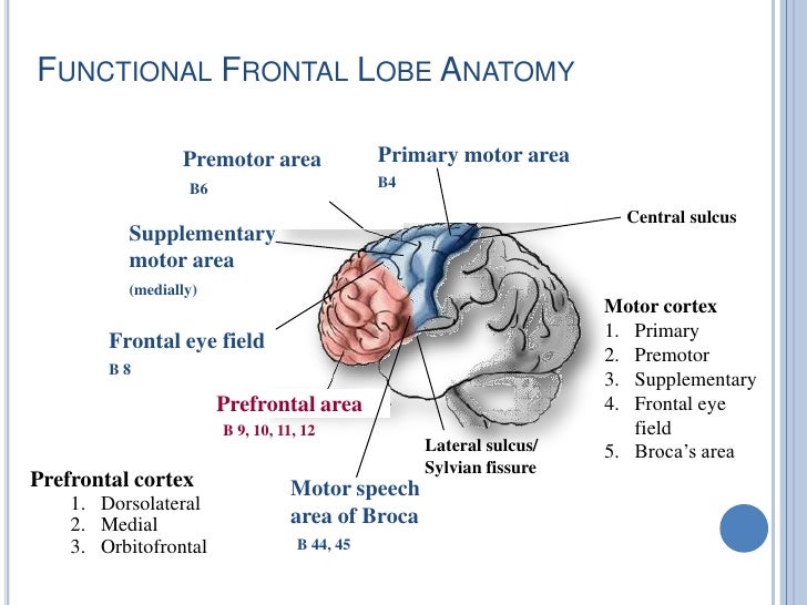 the role of the prefrontal cortex on executive functions Benefit of the doubt: a new view of the role of the prefrontal cortex in executive functioning and decision making. the role of the prefrontal cortex on executive functions Benefit of the doubt: a new view of the role of the prefrontal cortex in executive functioning and decision making.