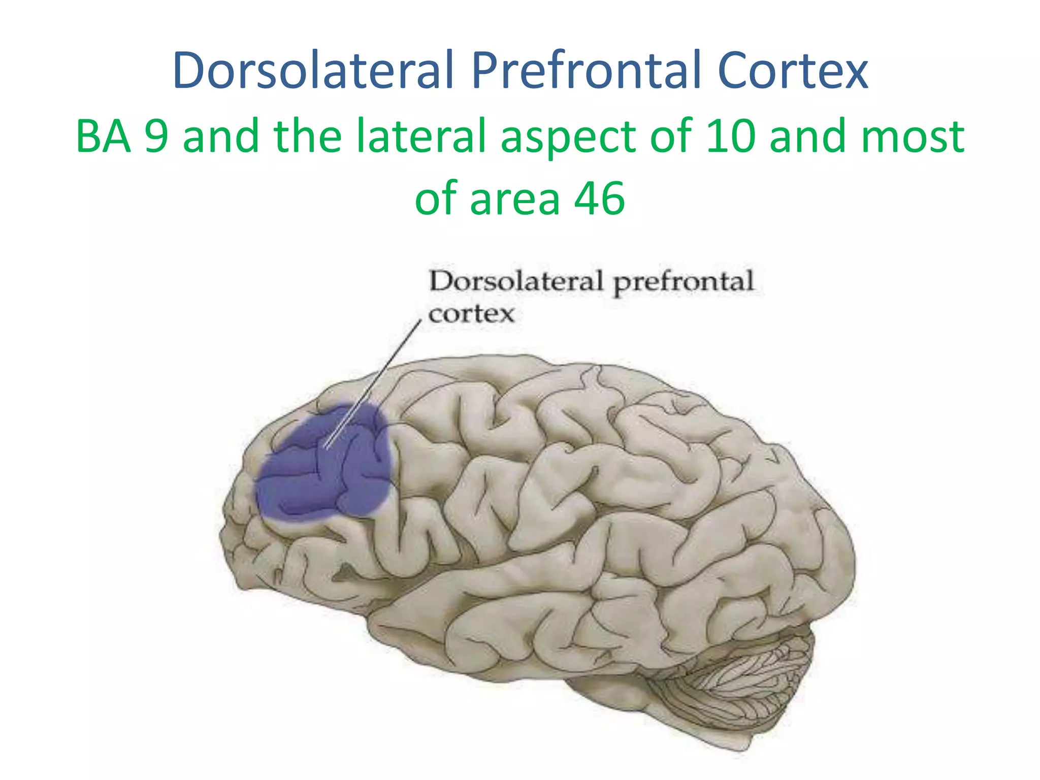 Dorsolateral Prefrontal Cortex
BA 9 and the lateral aspect of 10 and most
of area 46
 