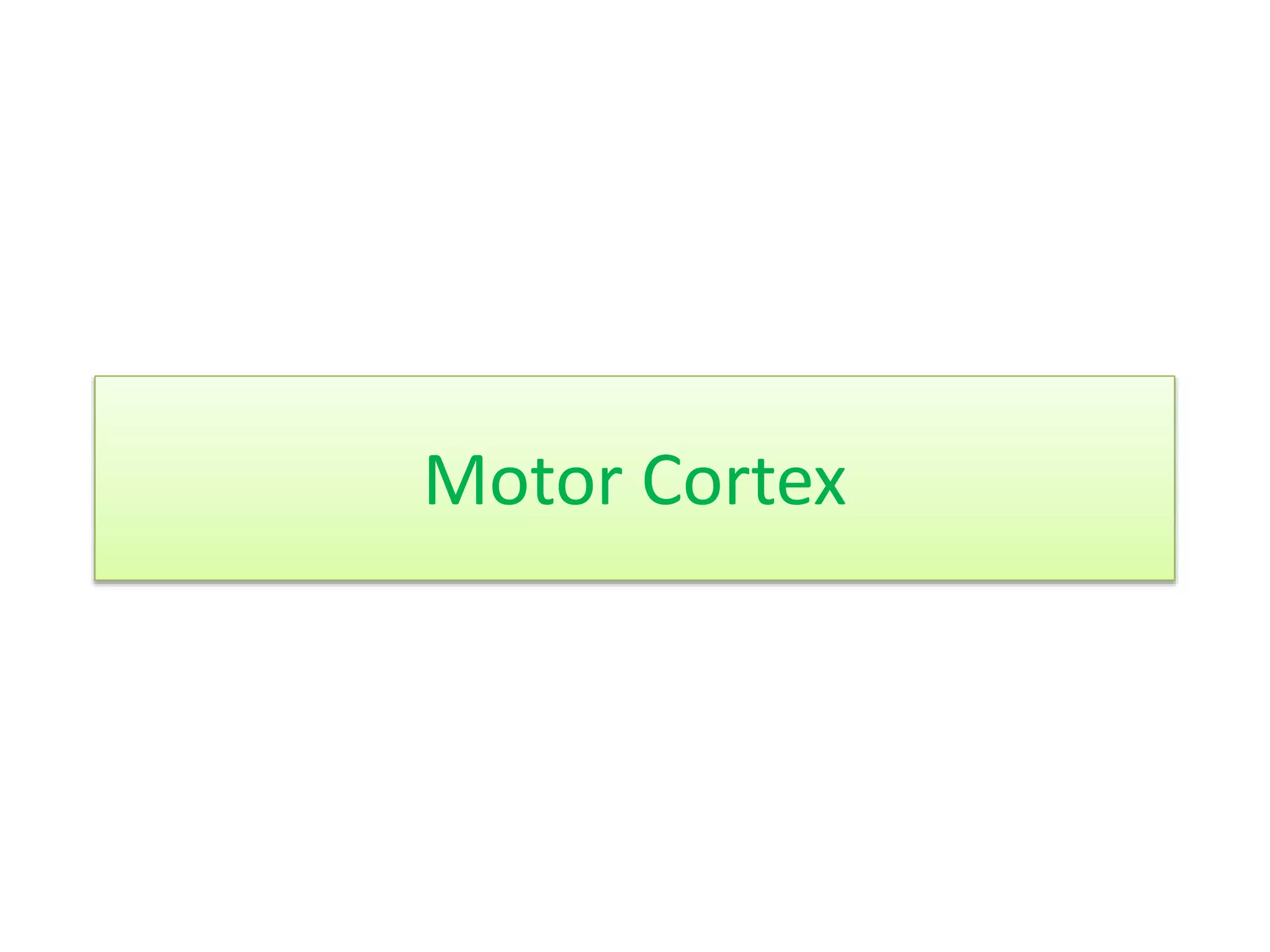 Motor Cortex
 