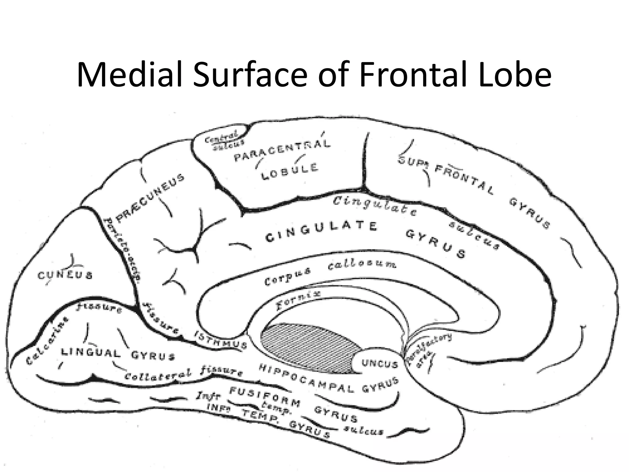 Medial Surface of Frontal Lobe
 