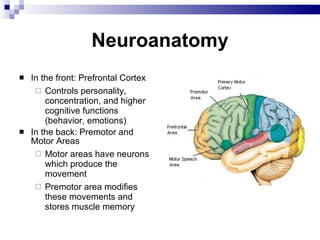 Neuroanatomy In the front: Prefrontal Cortex Controls personality, concentration, and higher cognitive functions (behavior, emotions) In the back: Premotor and Motor Areas Motor areas have neurons which produce the movement Premotor area modifies these movements and stores muscle memory 
