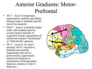 Anterior Gradients: Motor-
Prefrontal
• M-1° - Area 4: somatotopic
organization; modality specificity;
damage leads to modality specific
motor loss (paresis)
• PM-2° - Area 6, 8 (partial): higher
order, still modality specific.
Lesions lead to disorder of
sequential, kinetic organization of
skilled movements ("melokinetic"
or "limb kinetic" apraxias.
• PF-3° - Areas 9, 10, and 8
(partial), 44-47: associative,
modality non-specific.
Supramodal (pervasive)
perseveration, aspontaneity
(intertia of initiation or
termination), field-dependent
behavior, imitative ("echo")
behaviors
 