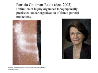 Patricia Goldman-Rakic (dec. 2003)
Definition of highly organized topographically
precise columnar organization of fronto-parietal
projections
 