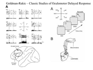 Goldman-Rakic – Classic Studies of Oculomotor Delayed Response
 