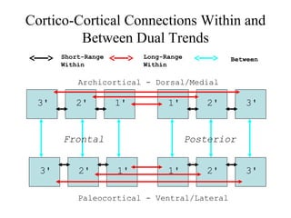 Cortico-Cortical Connections Within and
Between Dual Trends
1'2'3' 3'2'1'
1'2'3' 3'2'1'
Short-Range
Within
Long-Range
Within
Between
Archicortical - Dorsal/Medial
Paleocortical - Ventral/Lateral
PosteriorFrontal
 