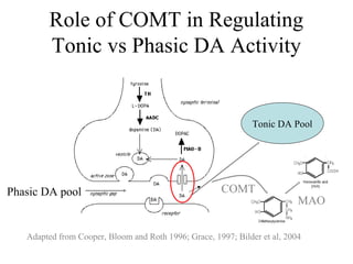 Adapted from Cooper, Bloom and Roth 1996; Grace, 1997; Bilder et al, 2004
COMT
Tonic DA Pool
MAO
Phasic DA pool
Role of COMT in Regulating
Tonic vs Phasic DA Activity
 