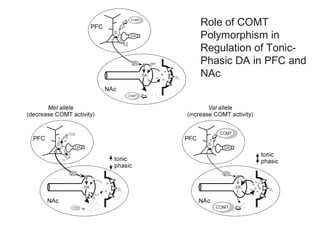 Role of COMT
Polymorphism in
Regulation of Tonic-
Phasic DA in PFC and
NAc
 